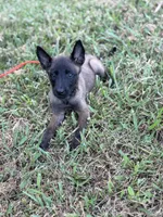 Black collar , a female Belgian Malinois for sale in Gold Hill, NC – 1 of 3