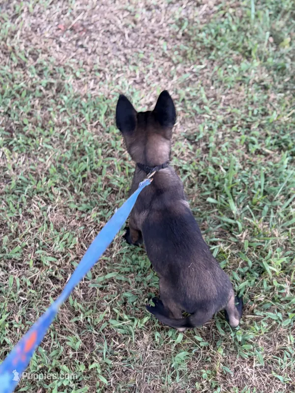 Black collar – Belgian Malinois puppy for sale in Gold Hill, NC