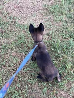 Black collar, a male Belgian Malinois for sale in Gold Hill, NC – 1 of 2
