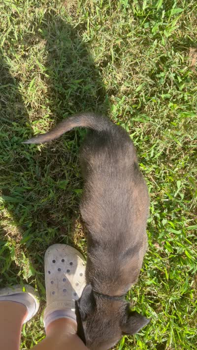 Gray collar, a male Belgian Malinois for sale in Gold Hill, NC – 4 of 5