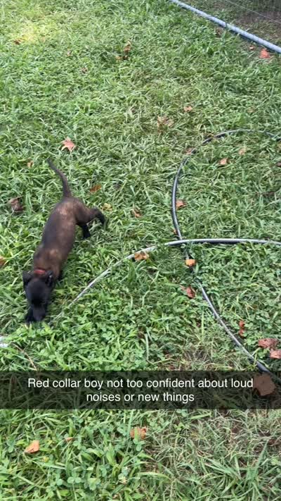 Red collar, a male Belgian Malinois for sale in Gold Hill, NC – 2 of 3
