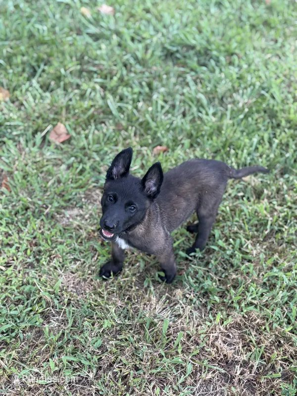Gray collar – Belgian Malinois puppy for sale in Gold Hill, NC