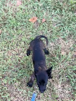 Red collar , a female Belgian Malinois for sale in Gold Hill, NC – 2 of 2