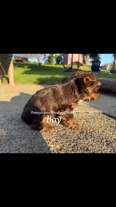 🎉Chocolate boy last one, a male Yorkshire Terrier for sale in Erie, PA – 2 of 2