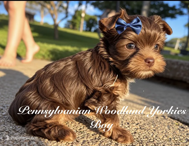 WALLEN – Yorkshire Terrier puppy for sale in Erie, PA