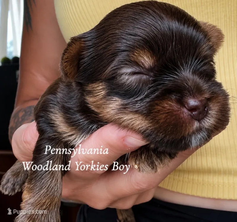 WALLEN – Yorkshire Terrier puppy for sale in Erie, PA