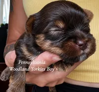 WALLEN, a female Yorkshire Terrier for sale in Erie, PA – 1 of 2
