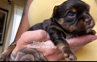 WALLEN, a female Yorkshire Terrier for sale in Erie, PA – 2 of 2
