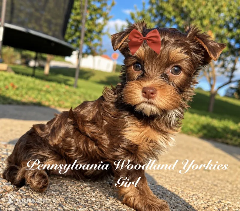 Dolly – Yorkshire Terrier puppy for sale in Erie, PA