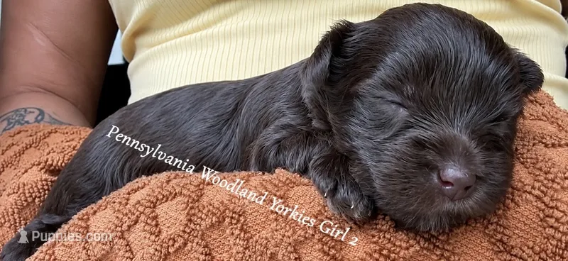 Pretty girl solid chocolate  – Yorkshire Terrier puppy for sale in Erie, PA