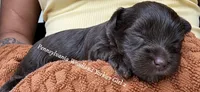 Pretty girl solid chocolate , a female Yorkshire Terrier for sale in Erie, PA – 1 of 2