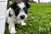 CALLEN, a male Yorkshire Terrier for sale in Erie, PA – 2 of 2