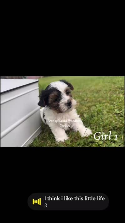 Kendal , a female Yorkshire Terrier for sale in Erie, PA – 2 of 2