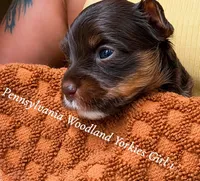 Dolly, a female Yorkshire Terrier for sale in Erie, PA – 2 of 2