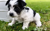 CALLEN, a male Yorkshire Terrier for sale in Erie, PA – 1 of 2