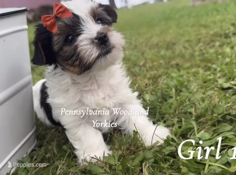 Kendal  – Yorkshire Terrier puppy for sale in Erie, PA