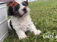Kendal , a female Yorkshire Terrier for sale in Erie, PA – 1 of 2