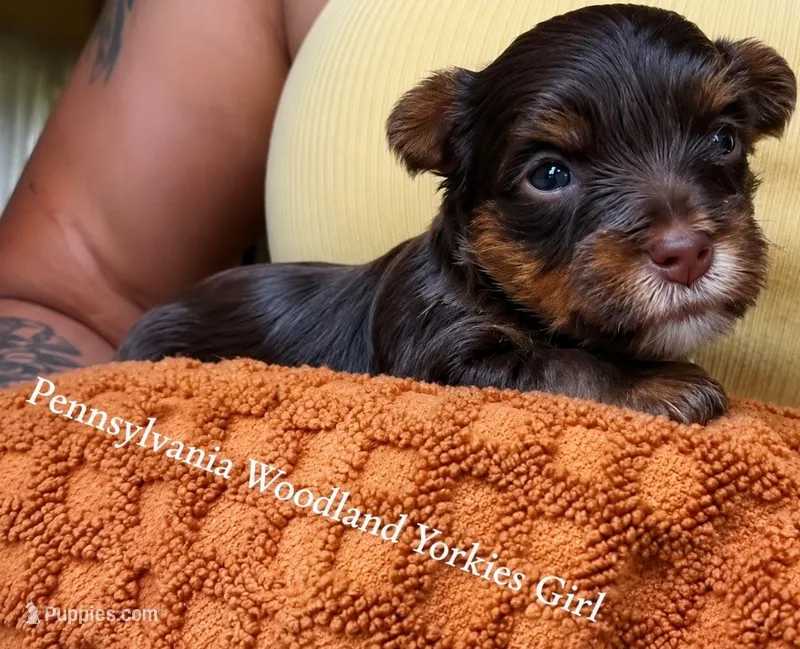 Dolly – Yorkshire Terrier puppy for sale in Erie, PA