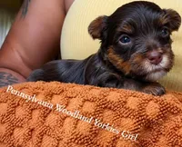 Dolly, a female Yorkshire Terrier for sale in Erie, PA – 1 of 2
