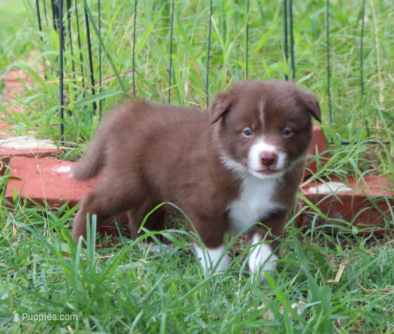 Honey Male 2 – Border Collie puppy for sale in Gloucester, VA