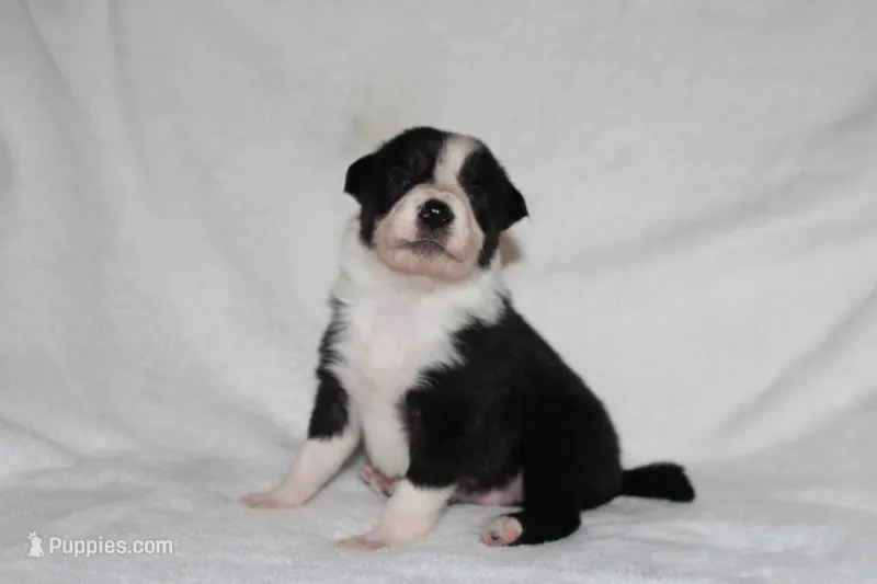 Female 4 – Border Collie puppy for sale in Gloucester, VA