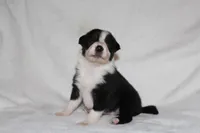 Female 4, a female Border Collie for sale in Gloucester, VA – 2 of 2