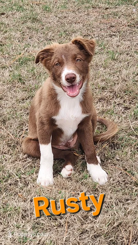 Rusty – Border Collie puppy for sale in Gloucester, VA