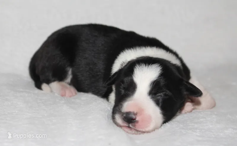 Female 2 – Border Collie puppy for sale in Gloucester, VA