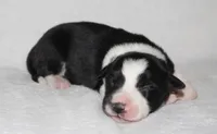 Female 2, a female Border Collie for sale in Gloucester, VA – 1 of 2