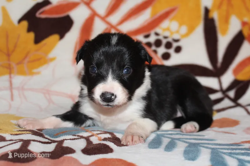 Female 5 – Border Collie puppy for sale in Gloucester, VA