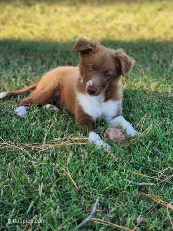 Honey Female 3 – Border Collie puppy for sale in Gloucester, VA