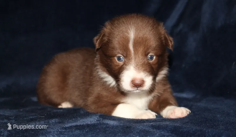 Honey Male 2 – Border Collie puppy for sale in Gloucester, VA