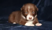 Honey Male 2, a male Border Collie for sale in Gloucester, VA – 1 of 2