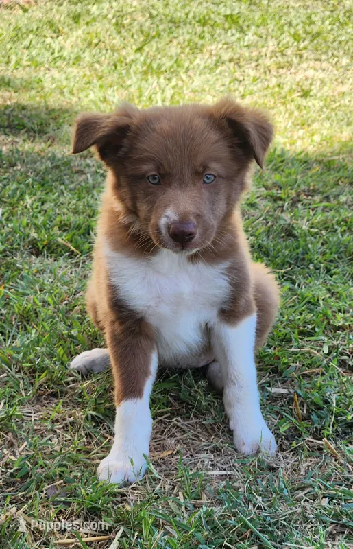 Honey Female 3 – Border Collie puppy for sale in Gloucester, VA