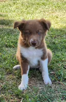 Honey Female 3, a female Border Collie for sale in Gloucester, VA – 1 of 4