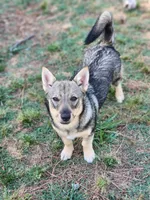 Penny, a female Swedish Vallhund for sale in Gloucester, VA – 4 of 4