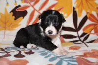 Female 5, a female Border Collie for sale in Gloucester, VA – 2 of 2