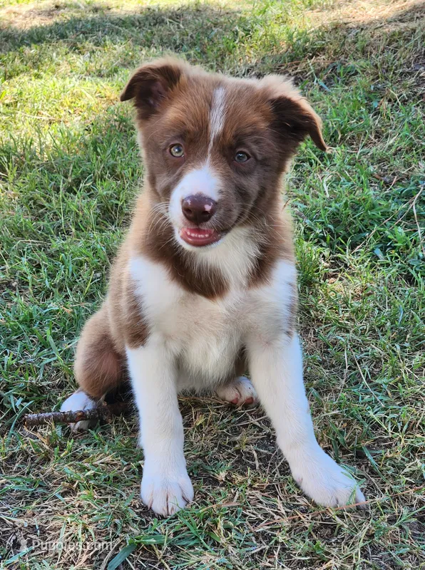Female 3 – Border Collie puppy for sale in Gloucester, VA