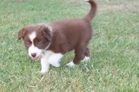 Female 4, a female Border Collie for sale in Gloucester, VA – 4 of 4