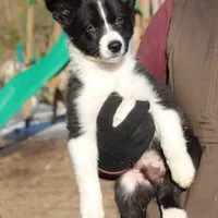 Tiny, a male Border Collie for sale in Gloucester, VA – Photo 3 of 3