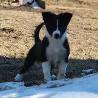 Tiny, a male Border Collie for sale in Gloucester, VA – Photo 2 of 3