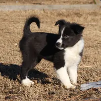 Tiny, a male Border Collie for sale in Gloucester, VA – Photo 1 of 3