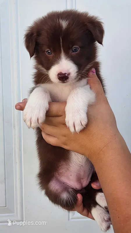 Female 1 – Border Collie puppy for sale in Gloucester, VA
