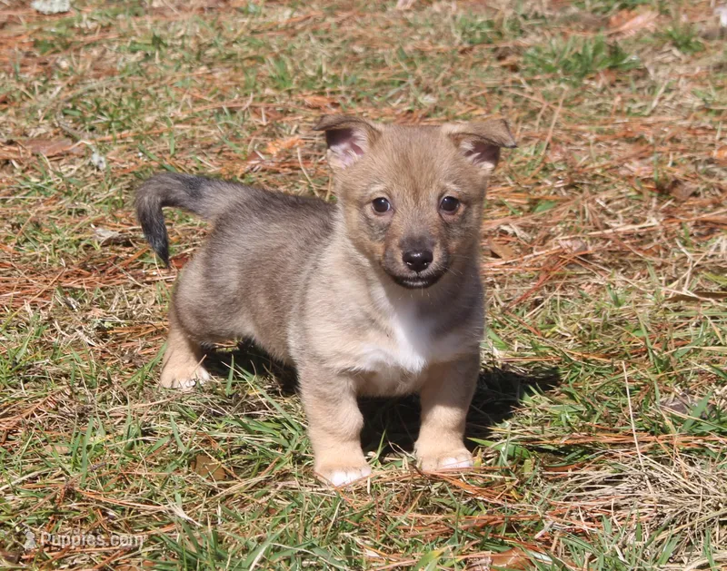 Prissy 4 – Swedish Vallhund puppy for sale in Gloucester, VA