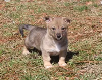 Prissy 4, a female Swedish Vallhund for sale in Gloucester, VA – Photo 3 of 3