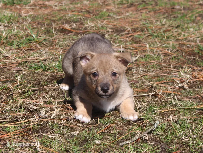 Prissy 4, a female Swedish Vallhund for sale in Gloucester, VA – Photo 1 of 3