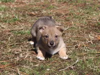 Prissy 4, a female Swedish Vallhund for sale in Gloucester, VA – Photo 1 of 3