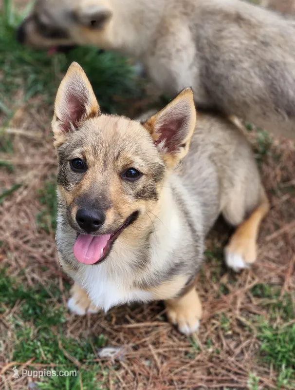 Prissy 4  – Swedish Vallhund puppy for sale in Gloucester, VA