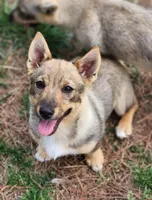 Prissy 4- holistic, a female Swedish Vallhund for sale in Gloucester, VA – 1 of 5