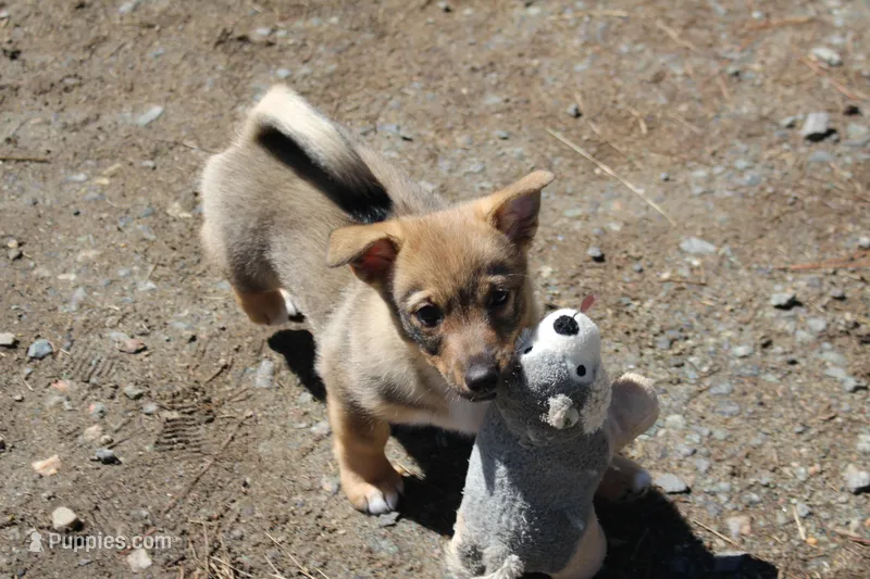 Prissy 4  – Swedish Vallhund puppy for sale in Gloucester, VA